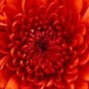 Meet your Posher, Augusta